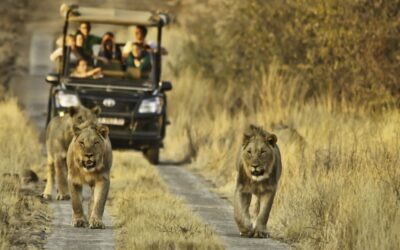 Going on safari while staying at Pensão Lodge